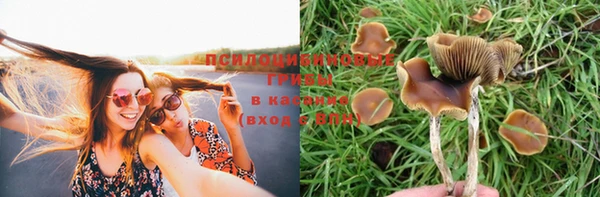 ПСИЛОЦИБИНОВЫЕ ГРИБЫ Михайлов